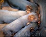 Little piglets give a breast massage before breastfeeding.nnApparently the breast massage will help getting more milk when they suckle immediately after massaging. The piglets start breastfeeding after doing the funny 1-2 minute breast massage with their nose, which is what you see on this video.nnI have been told that other baby animals (e.g. cats) sometimes do the same.nnConcept, Video &amp; Production: Tristan Savatier - http://www.loupiote.comnnAudio Track: ACTIVATE! by Fractal Cowboys (used