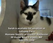 Sarah is a 5-year-old cat who was found as a stray and surrendered to the shelter in June. She likes attention and would be good company. Sarah is an independent cat and curious about her surroundings. She loves treats and is good with dogs and cats. Sarah would be wonderful friend. If you would like to see Sarah, please visit her at Lollypop Farm.nnGet more information at lollypop.org.nnLollypop FarmnHumane Society of Greater Rochestern99 Victor RoadnFairport, NY 14450n(585) 223-1330nnCredit: V