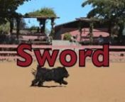 This is a short video of a Puli named Sword that is just learning to herd sheep.He has amazing stamina and speed.His appearance is so unique that the sheep respond by staying further away than usual from a dog.This actually makes Sword have to work harder as he run farther and faster to head the sheep.He doesn&#39;t seem to mind.