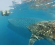 Por segunda ocasión visitamos Isla Holbox, para disfrutar del nado con el tiburón ballena. Simplemente una experiencia increíble.nnFilmed &amp; Edited: Eduardo AmayanMusic: