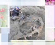 Yevgeny Salinder, an 11-year old Russian boy, is the one who discovered the massive remains of the mammoth in August.nnThe mammoth, estimated to be at its 16 year when it died measured 2 meters and weighed 1,000 pounds, was excavated from the Siberian permafrost last month.nn”It is the mammoth of the century,” said Professor Alexei Tikhonov of the Zoological Museum in St Petersburg.nnnAccording to a Russian scientist, the well-preserved mammoth could be attacked by another mammoth or an Ice
