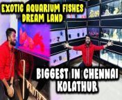 Hey friends! If you&#39;re a fish lover, here&#39;s an exciting shop offering exotic fish in Chennai that you can&#39;t wait to add to your list.&#60;br/&#62;&#60;br/&#62;Watch the full video to explore Flowerhorn Shop with me and learn more details.&#60;br/&#62;&#60;br/&#62;#ExoticFishes #Aquarium #DANJRVLOGS