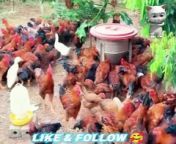 #How to Start With 500 #Free #Range #Chickens - Feed The #chicken&#60;br/&#62;&#60;br/&#62;chicken, duck, feeding, raising, chickens, ducks, chickencoop, duckpond, chickenfeed, duckfeed, chickenhealth,