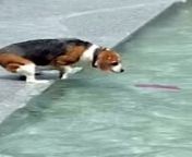 Credit: SWNS&#60;br/&#62;&#60;br/&#62;A determined dog called Stella was cheered along as she repeatedly tried to retrieve a floating toy that was stuck in tidal waters.&#60;br/&#62;&#60;br/&#62;Footage shows beagle-like Stella&#39;s owner encouraging her onto steps leading to the water to retrieve a toy that&#39;s floating just out of reach.&#60;br/&#62;&#60;br/&#62;A large audience of onlookers quickly gathered on the waterfront in Halifax, Canada, and cheered her on with &#92;