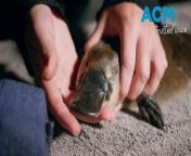 Ten platypuses were re-introduced into the park in May 2024, in the hopes of re-starting the local population that has been extinct for decades. Video via AAP.