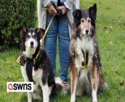 Britain&#39;s oldest pair of charity rescue dogs are &#39;thriving&#39; a year on from finally finding their forever home - at a combined age of 37.&#60;br/&#62;&#60;br/&#62;Collie crosses Sheba, 19, and Teddy, 18, are aged the total equivalent of a staggering 269 in dog years and are still going strong.&#60;br/&#62;&#60;br/&#62;The veteran pooches were taken into the care of the Dogs Trust in Evesham, Worcs., after their owner sadly passed away in November 2022.&#60;br/&#62;&#60;br/&#62;However nobody came forward to give them the retirement home they needed after they were repeatedly overlooked due to their ageing years. &#60;br/&#62;&#60;br/&#62;Dogs Trust volunteer Sue Lewis stepped in as she couldn’t bear the thought of the pair being separated after a lifetime of being looked after together as beloved pets.&#60;br/&#62;&#60;br/&#62;Sue, 70, and husband Peter, 67, took in the inseparable duo 12 months ago and say they are still as sprightly as ever. &#60;br/&#62;&#60;br/&#62;Sheba and Teddy were the oldest pair of dogs ever cared for by the animal charity and had faced an uncertain future in January last year. &#60;br/&#62;&#60;br/&#62;Now they enjoy going for walkies around the golf course near the couple&#39;s home in Redditch, Worcs., as well as regular trips to Cornwall and the beach. &#60;br/&#62;&#60;br/&#62;Company director Peter said: &#92;