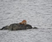 SWTPfox - by Laura Elvin&#60;br/&#62;&#60;br/&#62;A plucky fox was forced to swim 300m to dry land after it got cut off by the tide on a beach.&#60;br/&#62;&#60;br/&#62;The Mull Wildlife Group was on a sightseeing trip when members spotted the &#92;