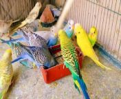 #budgie #parrots #avairy #parakeets &#60;br/&#62;&#60;br/&#62;Certainly! Here&#39;s a YouTube title that combines both budgie diet and singing:&#60;br/&#62;&#60;br/&#62;&#92;