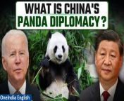In a move reminiscent of the iconic panda diplomacy, China is set to rekindle the spirit of friendship with the United States by sending a pair of giant pandas to the San Diego Zoo. This comes after a period of strained relations, during which all pandas previously on loan to US zoos were returned to China. Our correspondent has the details.&#60;br/&#62; &#60;br/&#62;#China #US #ChinaUSRelations #SanDiegoZoo #ChinaPandaDiplomacy #PandaDiplomacyRevival #SanDiegoZooPandas&#60;br/&#62;~PR.151~ED.103~GR.121~HT.96~