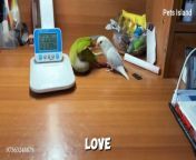 ➡Funny Parrot Videos Compilation &#124; PARROT TALKING &#60;br/&#62;&#60;br/&#62;Get ready to have your funny bone tickled with this fantastic compilation of cats and dogs&#39; funny videos! To become a regular subscriber, please click the subscribe button and ring the bell to ensure that you don&#39;t miss anything from your favorite &#92;