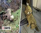 Animal rescue volunteers raced to save a stricken dog trapped in a ditch at a holiday park - only to find it was a mutt-shaped statue.&#60;br/&#62;&#60;br/&#62;Staff at Cleethorpes Wildlife Rescue said they received ‘multiple reports’ that a pooch was stuck in the muddy ravine at Thorpe Park holiday resort, in North East Lincs.&#60;br/&#62;&#60;br/&#62;And their team scrambled to the site, near Cleethorpes Beach, in minutes on Saturday night (March 2) and spoke to a lost dog group about their rescue plan.&#60;br/&#62;&#60;br/&#62;But when they arrived at the pooche&#39;s precise location, they discovered that the stricken pup was in fact a 2ft tall ornamental statue of a Spaniel.&#60;br/&#62;&#60;br/&#62;A spokesperson from the charity said: “Water rescue volunteers were deployed to Thorpe Park (Cleethorpes Beach) tonight after multiple consecutive reports of a dog stuck in a ditch.&#60;br/&#62;&#60;br/&#62;“While our volunteers deployed to the area, we discussed the case with volunteers at Charlie’s Angels Lost and Found Pets about a plan and the location of the animal.&#60;br/&#62;&#60;br/&#62;“On arrival, we were thankful to hear... It was a statue! A statue that had already been rescued by an onsite member of staff!&#60;br/&#62;&#60;br/&#62;“Thank you to those who reported with good intent, and thank you to our water rescue volunteers for their immediate response - on scene and ready to go in less than 20 minutes!”&#60;br/&#62;&#60;br/&#62;Local residents were full of praise for the charity, which provides rehabilitation for injured wildlife, even though their call-out turned out to be a false alarm.&#60;br/&#62;&#60;br/&#62;One wrote on Facebook: “Thank goodness. It looked so real in the original photo, well done to the person who reported it, they must&#39;ve been mortified.”&#60;br/&#62;&#60;br/&#62;Another joked: “Actually quite a cute statue. Is he for sale?”&#60;br/&#62;&#60;br/&#62;The charity is currently raising money to help save more animals in need.&#60;br/&#62;&#60;br/&#62;Visit https://www.gofundme.com/f/get-cleethorpes-wildlife-rescue-back-on-the-road?utm_campaign=p_cp+fundraiser-sidebar&amp;utm_medium=copy_link_all&amp;utm_source=customer to donate.&#60;br/&#62;&#60;br/&#62;Please go to their website https://www.cleethorpeswildliferescue.co.uk/ for more information.