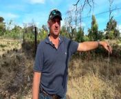 The South Australian government is aiming to eradicate all feral deer in the state over the next 8 years by getting contractors to shoot them from helicopters. While many landholders in the southeast support the aerial culling program, hunters argue it can be a cruel way to kill deer. They&#39;re also concerned that the cull will mean the end of their sport.