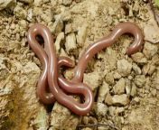 Worms living near the site of the Chernobyl nuclear disaster appear to have become immune to radiation.