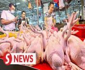 Agriculture and Food Security Minister Datuk Seri Mohamad Sabu told the Dewan Rakyat on Thursday (March 14) that the supply of chicken is currently stable, and this factor contributes to the stability of the current price of the main source of protein for Malaysians.&#60;br/&#62;&#60;br/&#62;Read more at https://shorturl.at/grvS6&#60;br/&#62;&#60;br/&#62;WATCH MORE: https://thestartv.com/c/news&#60;br/&#62;SUBSCRIBE: https://cutt.ly/TheStar&#60;br/&#62;LIKE: https://fb.com/TheStarOnline