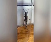A man was shocked when he found a three-inch locust in his fridge, after unloading his weekly shop.&#60;br/&#62;&#60;br/&#62;He believes the locust was lurking in the bag of celery he bought and made its escape after the bag had been opened.