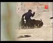 Ataque de perros a un niño en Chile.&#60;br/&#62;Dogs attacking a kid in Chile.&#60;br/&#62;(For English information scroll down.)&#60;br/&#62;&#60;br/&#62;19/09/08:&#60;br/&#62;Debido a la gran cantidad de visitas y posts en este video, las cuales superan a la cantidad presente en el video original, he decidido explicar algunos aspectos de este. El video es un fragmento de una noticia sobre el aumento de la población de perros vagos en Chile. El reportaje surgió a raiz de un ataque a un niño(el del video) en la zona norte del país. El niño atacado sufrió heridas de mediana consideración y fue trasladado a un centro asistencial posterior a recibir ayuda de sus amigos quienes ahuyentaron a los perros. El camarografo filmando la escena pertenece a la red de television nacional de Chile. La escena fue censurada con mosaico por la misma red de television y yo no tengo acceso al original. Espero que esto sea aclaratorio y evite comentarios que sean incoherentes con la realidad del video. P.S: El niño fue dado de alta luego de unos días y se encuentra bien de salud.&#60;br/&#62;&#60;br/&#62;19/10/08:&#60;br/&#62;Due to the great (and increasing) number of views and comments in this video, which greatly beat the numbers on the original video, I&#39;ve decided to explain some of the questions that may arise while watching it.&#60;br/&#62;The video is a excerpt from a whole news coverage (which can be found here in Youtube under the name &#92;