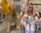 This is the funny moment a young pup got its head stuck inside a can of dog food.&#60;br/&#62;&#60;br/&#62;Heather Hunt, 51, was shocked when she heard her seven-week-old Zuchon puppy Ronnie clanging around inside of his crate with a can on his head.&#60;br/&#62;&#60;br/&#62;The video shows Heather&#39;s six other dogs all watching on as Heather grabs the pup and removes the can from his head.&#60;br/&#62;&#60;br/&#62;Heather, who works as a head of year at a secondary school in Oldham, Manchester, said: &#92;