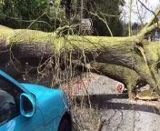 Watch: Footage of fallen tree