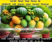 घर पर तरबूज़ और mango का पेड़ लगाए / Plant tarbujj and mango tree at home #facts #shorts #dailymotion #fruits #trend #montization #viral