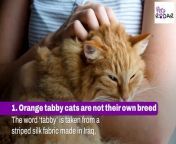 10 Facts About Orange Tabby Cats That May Surprise You