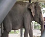 The late Paul O’Grady gives an elephant a bath in final documentary appearancePaul O’Grady’s Great Elephant Adventure, ITV