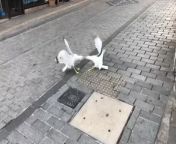 Two seagulls got into an intense fight by the side of the street in Istanbul, Türkiye. As they screeched and pummeled each other across the street, a cat sat comfortably on the corner watching them go at it.