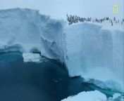 Baby penguins jump from 50-foot cliff in never-before-seen footage from gokarna kannada film hot seen xxx vidao short com