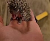 This person placed a baby hedgehog in their hand. They demonstrated the sharp quills covering the tiny mammal&#39;s back. The hedgehog sniffed their hand and licked it thoroughly.