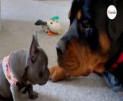 A Rottweiler and French Bulldog puppy have proved that anybody can be your best friend. And these unusual BFFs are hilarious when they get together.