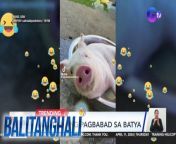 Biik na trip ang pagbabad sa batya!&#60;br/&#62;&#60;br/&#62;&#60;br/&#62;Balitanghali is the daily noontime newscast of GTV anchored by Raffy Tima and Connie Sison. It airs Mondays to Fridays at 10:30 AM (PHL Time). For more videos from Balitanghali, visit http://www.gmanews.tv/balitanghali.&#60;br/&#62;&#60;br/&#62;#GMAIntegratedNews #KapusoStream&#60;br/&#62;&#60;br/&#62;Breaking news and stories from the Philippines and abroad:&#60;br/&#62;GMA Integrated News Portal: http://www.gmanews.tv&#60;br/&#62;Facebook: http://www.facebook.com/gmanews&#60;br/&#62;TikTok: https://www.tiktok.com/@gmanews&#60;br/&#62;Twitter: http://www.twitter.com/gmanews&#60;br/&#62;Instagram: http://www.instagram.com/gmanews&#60;br/&#62;&#60;br/&#62;GMA Network Kapuso programs on GMA Pinoy TV: https://gmapinoytv.com/subscribe