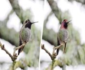 Video shows an Anna&#39;s hummingbird&#39;s sequins-like feathers change colour as it moves its head.&#60;br/&#62;&#60;br/&#62;The photographer managed to capture the footage in Zhejiang, China, on April 4.&#60;br/&#62;&#60;br/&#62;As the bird&#39;s head moves from side to side, its face and throat change from dark brown to fluorescent pink and orange.