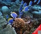 1968 The Undersea World of Jacques Cousteau S01E02 Savage World of the Coral Jungle from intekam 2020 s01e02