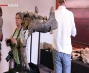 Bones of the prehistoric elephant “Deinotherium” are now on display after being discovered by two German children. Veuer’s Matt Hoffman has the story.
