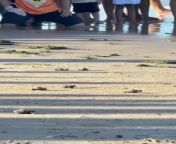 This person and their grandchildren were at the beach to witness turtles hatching on a beach in Brazil. They all cheered excitedly as the baby turtles made their way to the sea fir their first swim.