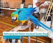 WATCH: The Wollongong and District Avicultural Society Show on Saturday, April 27, 2024 attracted 635 entries. Video by Anna Warr