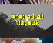 calling animals with musical instruments