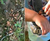 Cicadas begin emerging in parts of South Carolina from carolina sukie anal