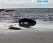 A video capturing a wombat walking through water on a Tasmanian beach, described by experts as &#92;