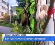 In a first for conservation, a two-week-old Formosan flying fox pup has been rescued in the eastern city of Hualien. This subspecies of the Ryukyu flying fox is considered endangered and there are only a few hundred of the fruit bats living in the wild.