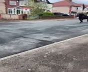 Runaway horse galloping through Birch Avenue in Cleveleys after reported being spooked and throwing off its rider