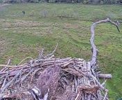 Glaslyn osprey born in 2022 returns to nest from sare vale