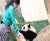 If you want to learn the art of genuine, unfiltered love, pandas can be the best teachers. &#60;br/&#62;&#60;br/&#62;In this endearing video, a young panda named Rui decides to postpone her napping session when she spots her caring &#39;Auntie breeder.&#39; &#60;br/&#62;&#60;br/&#62;Rui is filled with immense delight upon spotting one of her favorite humans and instantly jumps down from the tree and runs to her.&#60;br/&#62;&#60;br/&#62;&#92;