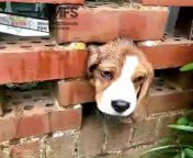 A four-month-old Beagle has been brought to safety by firefighters after becoming stuck between a brick wall in Brierley Hill.&#60;br/&#62;Video: West Midlands Fire Service