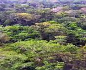 Amazon the World&#39;s Largest Jungle - Tropical Rainforest #shorts