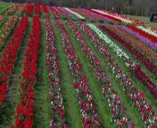 More than 500,000 tulip bulbs have been planted and are now on display at Tulleys Farm in Turners Hill