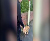 Meet the yo-yo dog who can&#39;t help excitedly bouncing up and down while he&#39;s on a walk.&#60;br/&#62;&#60;br/&#62;Molly Wilson, 26, said cocker spaniel Rupert jumps up and down with happiness during the first 10 minutes of their stroll.&#60;br/&#62;
