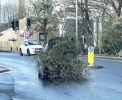 A motorist has been left shocked after seeing a car driving with a huge tree hanging out of its boot.&#60;br/&#62;&#60;br/&#62;Kelly Magree was a passenger in a vehicle in Halifax, West Yorks,. when she realised the car infront of them had a large shrub coming out of the boot.&#60;br/&#62;&#60;br/&#62;In the hilarious footage, which was captured on Saturday (March 23), shows the vehicle casually driving along - with the indicator and brake lights only just visible.