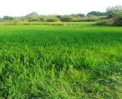Farmer's paddy field from indian village poor aunty field