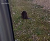 A beaver spotted spotted in harm&#39;s way in Sandwich Bay triggered a rescue operation.
