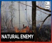 Forest fire hits avocado plantation in Mexico&#60;br/&#62;&#60;br/&#62;A big fire burns an avocado farm in a special nature area in Morelia, Mexico. Fires in Mexico have destroyed about 3,049 hectares of forests in 18 states, as reported by authorities on March 26, 2024.&#60;br/&#62;&#60;br/&#62;Video by AFP&#60;br/&#62;&#60;br/&#62;Subscribe to The Manila Times Channel - https://tmt.ph/YTSubscribe &#60;br/&#62; &#60;br/&#62;Visit our website at https://www.manilatimes.net &#60;br/&#62;&#60;br/&#62;Follow us: &#60;br/&#62;Facebook - https://tmt.ph/facebook &#60;br/&#62;Instagram - https://tmt.ph/instagram &#60;br/&#62;Twitter - https://tmt.ph/twitter &#60;br/&#62;DailyMotion - https://tmt.ph/dailymotion &#60;br/&#62; &#60;br/&#62;Subscribe to our Digital Edition - https://tmt.ph/digital &#60;br/&#62; &#60;br/&#62;Check out our Podcasts: &#60;br/&#62;Spotify - https://tmt.ph/spotify &#60;br/&#62;Apple Podcasts - https://tmt.ph/applepodcasts &#60;br/&#62;Amazon Music - https://tmt.ph/amazonmusic &#60;br/&#62;Deezer: https://tmt.ph/deezer &#60;br/&#62;Stitcher: https://tmt.ph/stitcher&#60;br/&#62;Tune In: https://tmt.ph/tunein&#60;br/&#62; &#60;br/&#62;#TheManilaTimes&#60;br/&#62;#tmtnews &#60;br/&#62;#mexico&#60;br/&#62;#forestfire